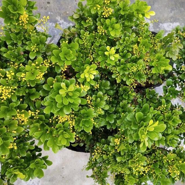 家里养盆“米兰花”，香味浓郁，清新淡雅，值得入手