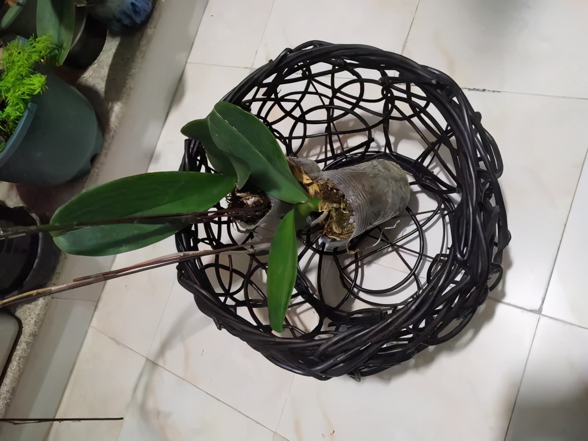 4种花好看但是“难养”，老手不敢养，新手养不好，别轻易入坑