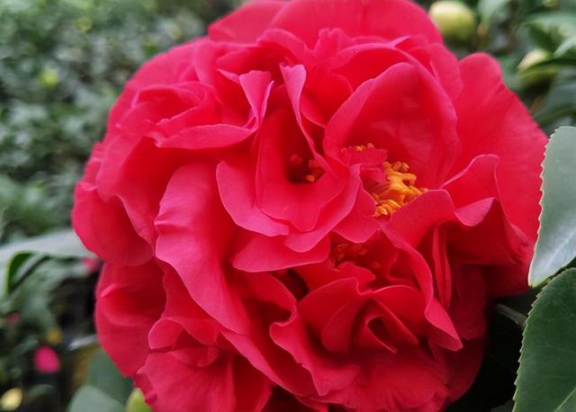 它被誉为“茶花之王”，香气馥郁，花色艳丽，花期长达小半年