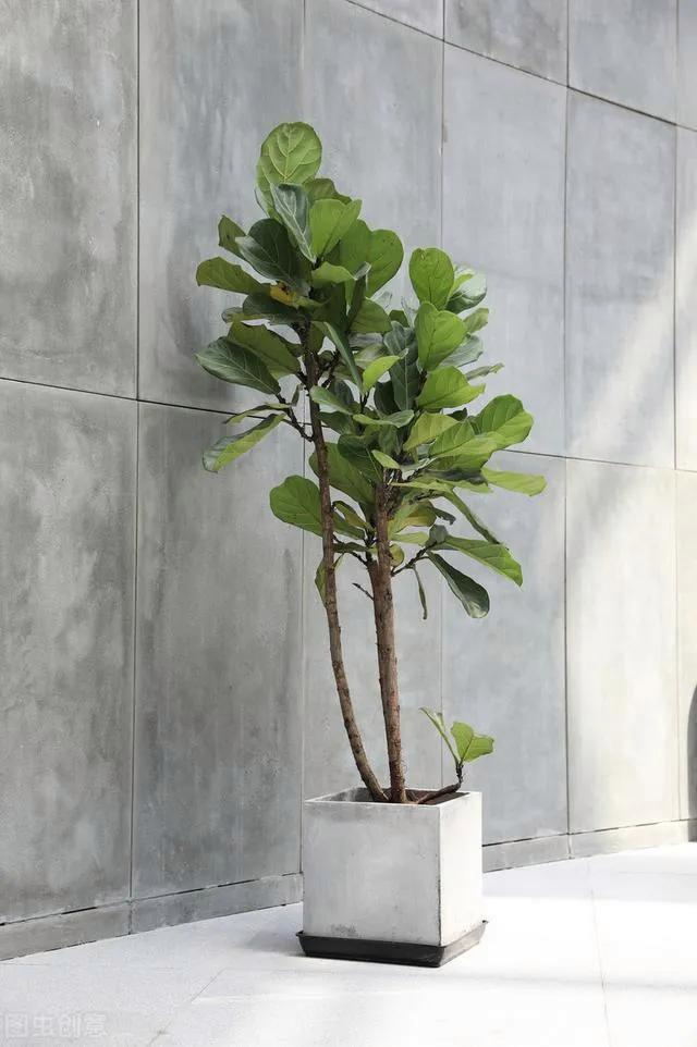 家里种什么植物好？这7种“高端”绿植，看着舒心又好养