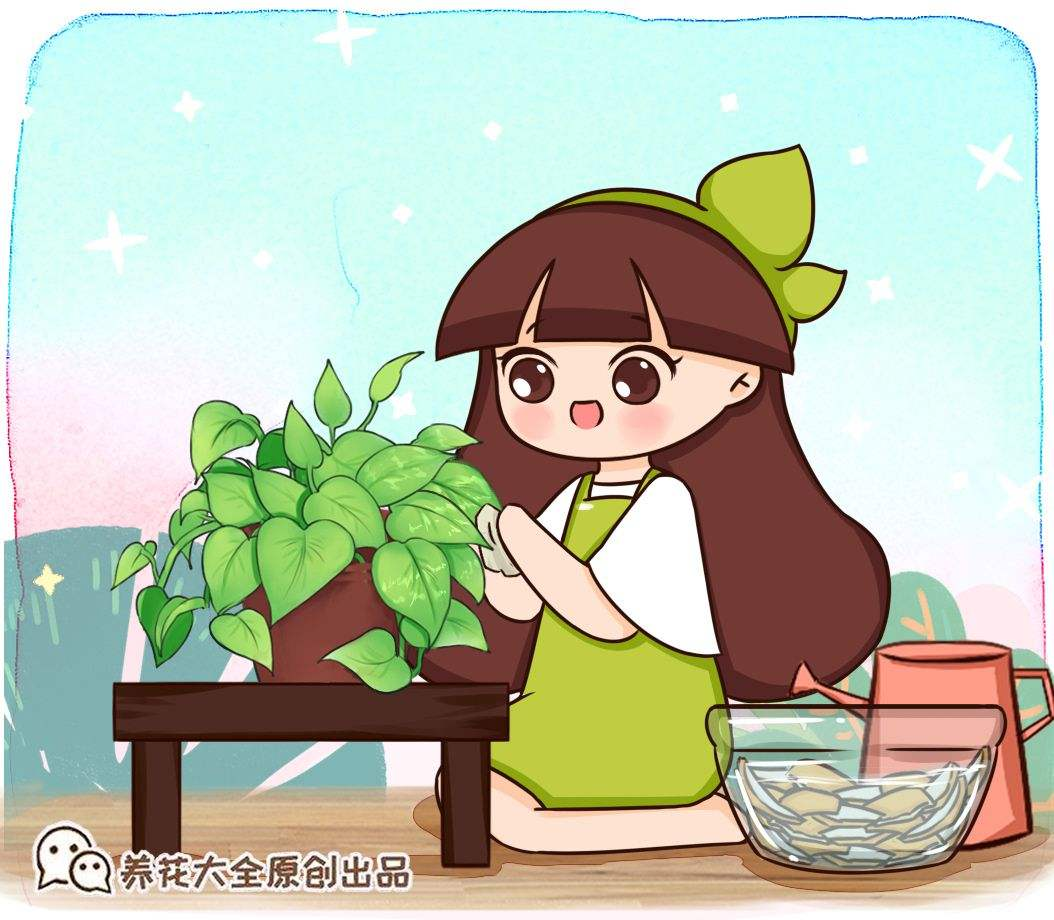 家里养盆空气凤梨，没想到有这么多好处，太实用了