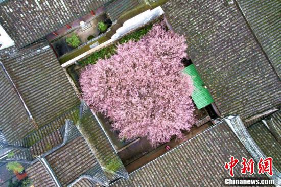 福州千年古刹梅花盛开迎客来