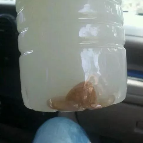 夏天用的“小药水”，浇水滴3滴，不生虫不生病，花儿砰砰爆盆