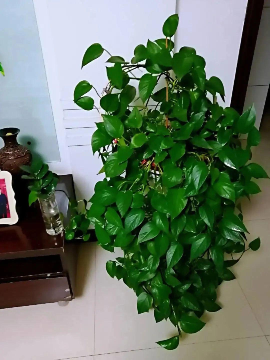 春天的绿萝，养护注意3点，不停长新叶，枝条多又长