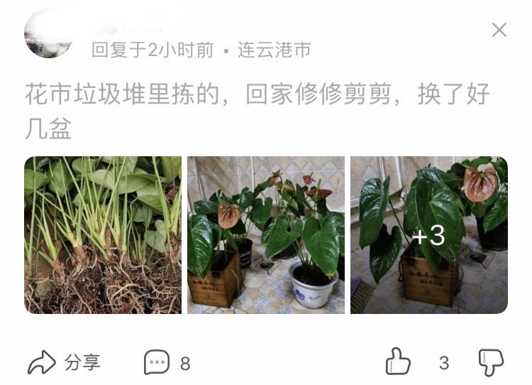 垃圾堆里“捡的”红掌，拿回家养成“4盆花”，没花1分钱
