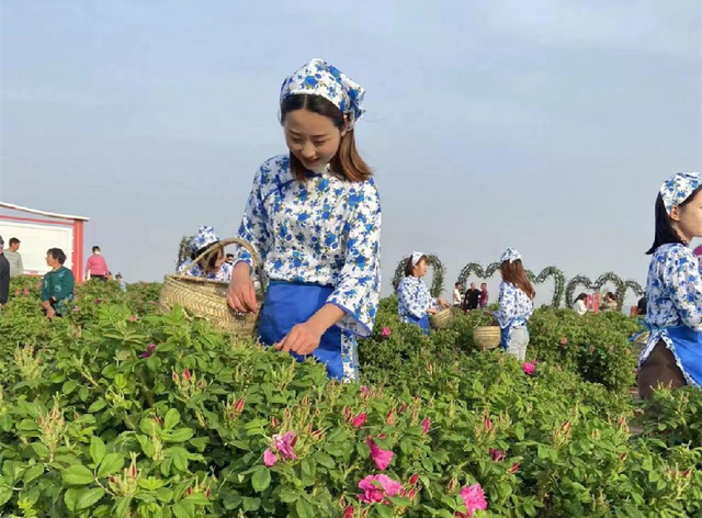 河南方城：玫瑰地里采收忙 花海带起乡村“美丽经济”