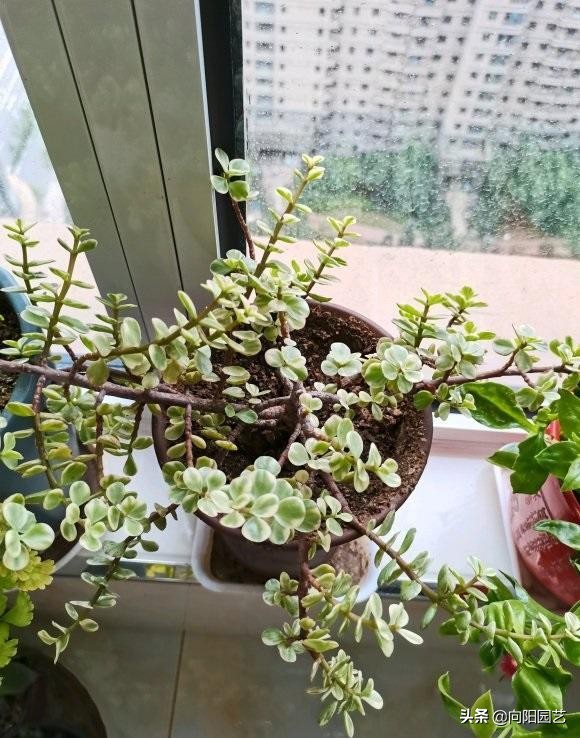 雅乐之舞买回家，疯狂掉叶子，可能是“药锦”，赶紧掐掉叶子