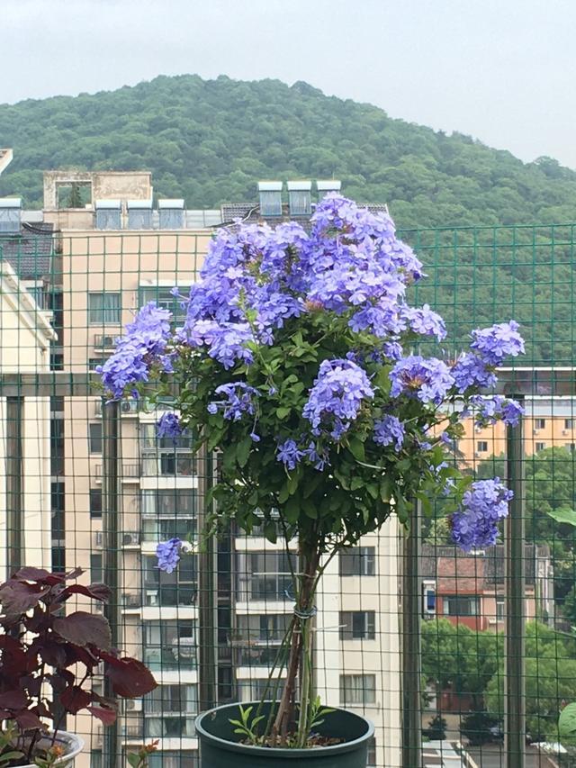 为什么养“蓝雪花”越来越少？这3大槽点，就是大家脱坑的理由