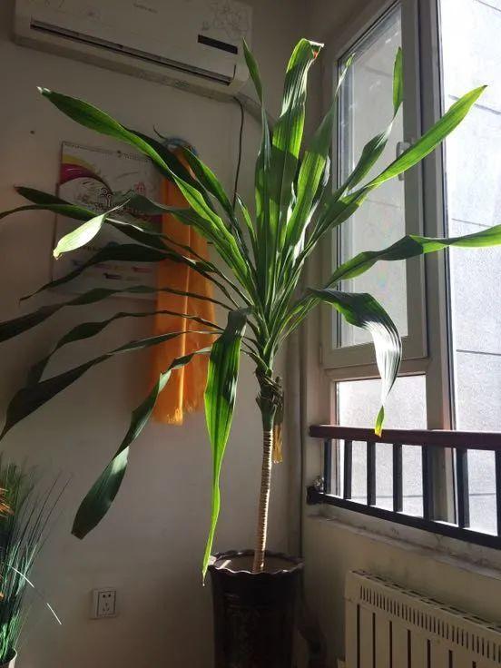 超级耐旱花，整个冬天不浇水，还能胖一圈