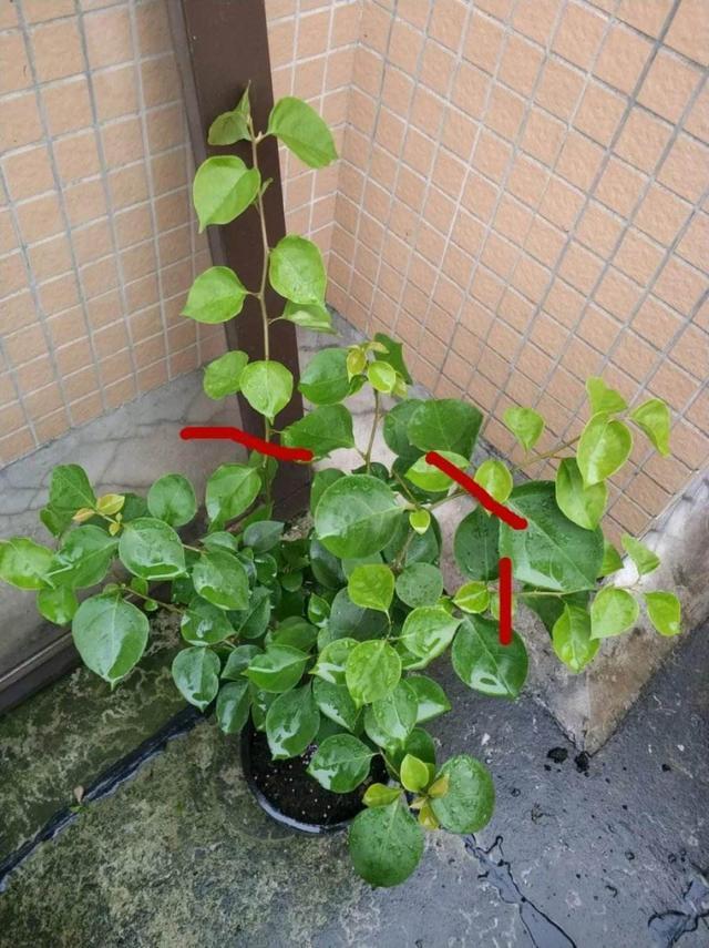 秋天了，想要三角梅“开花”，养护“4步走”，早早开大花