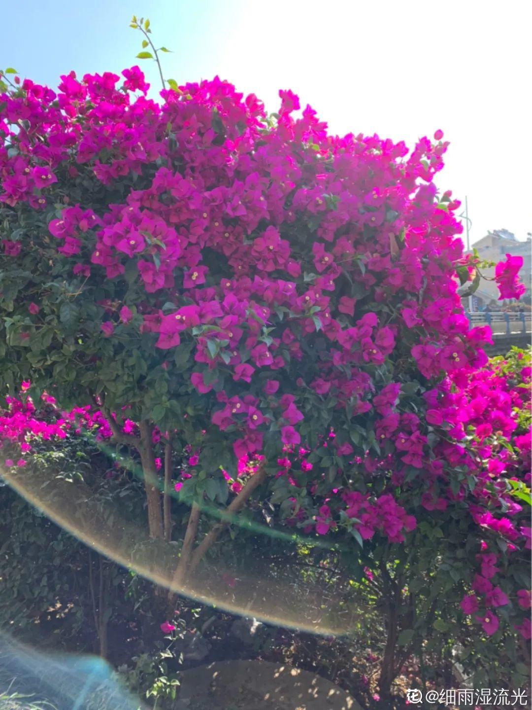春天暖和了，6种花疯狂冒花苞，拦都拦不住