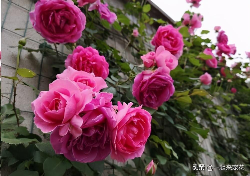 月季花开花越来越少？做好三件事，笋芽侧芽一起长，开出层叠群花