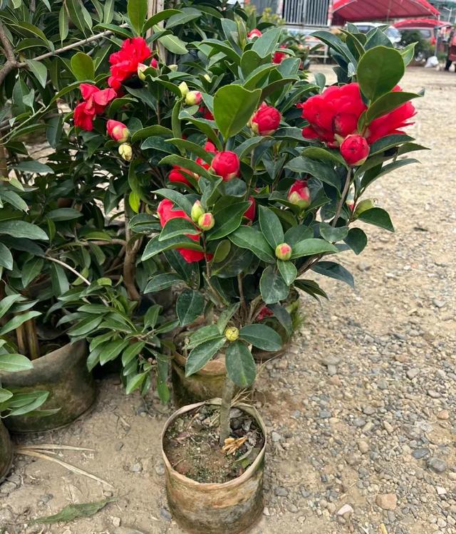 这5种花很难养活，商家夸得再好听也别买，不然吃亏的是自己