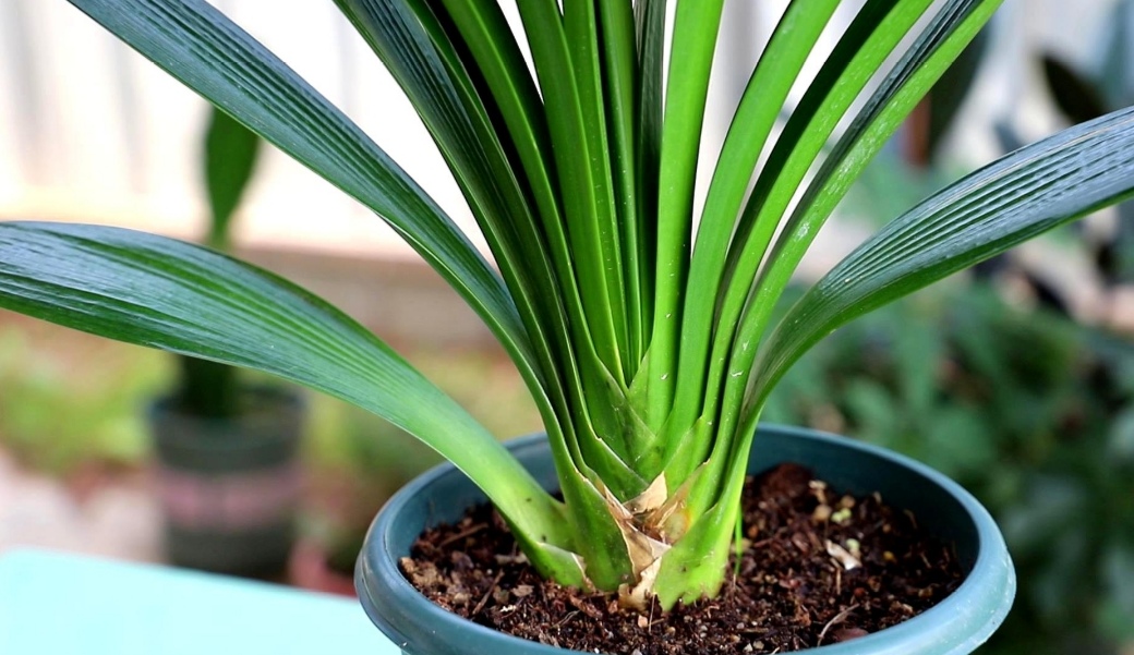 春天养君子兰，2个地方剪一剪，补上1种肥，植株越长越旺