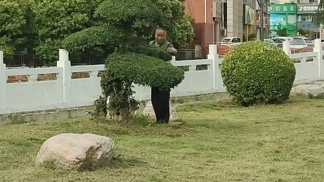 柘城县:做好夏季绿化管护 提升园林景观效果 柘城县:做好夏季绿化管护 提升园林景观效果