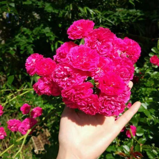 花量大、花期长,能够开出花海的红木香,值得拥有 花量大、花期长,能够开出花海的红木香,值得拥有