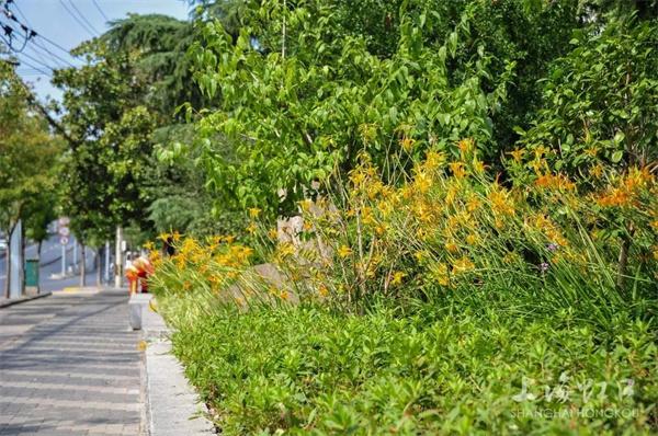 虹口区再添一条绿化特色道路