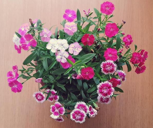 在庭院养花弄草，花开芬芳，这才是理想生活