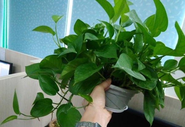 夏季不乐意浇花，该盆栽哪些植物？它们随便养养就能长出好状态