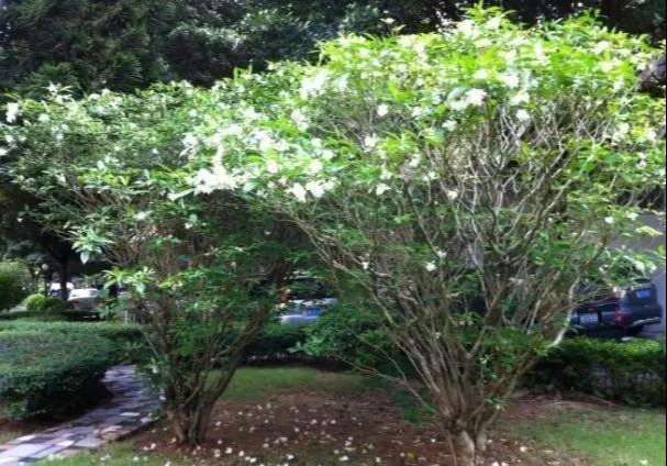 狗牙花落蕾是什么原因？从这4个方面排查，早发现早治疗