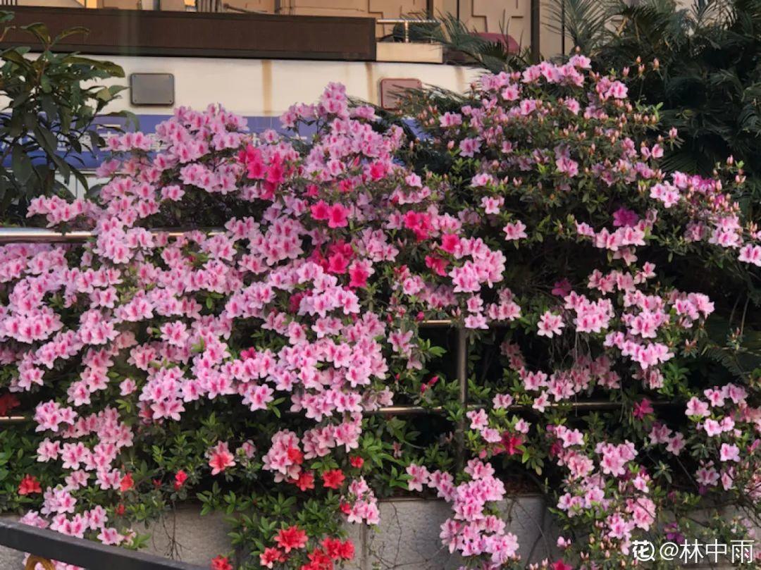 21种牛气花，来给你拜年啦
