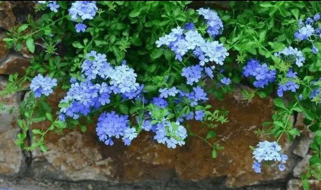 5种花冬天“怕冻”，别放外面养，不然容易冻死