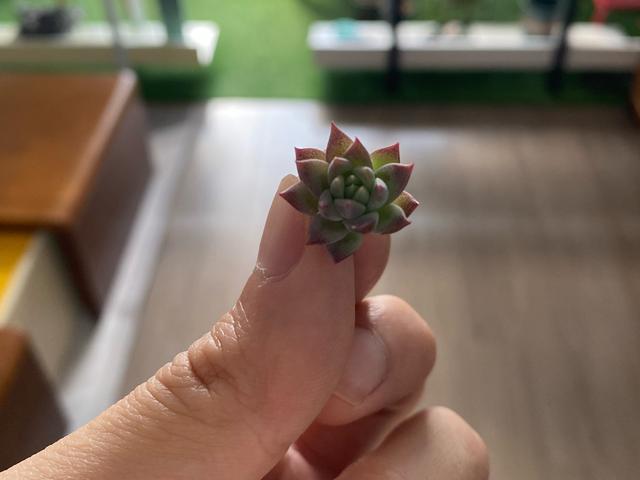 养了3年的子持白莲，要是搭配一个高盆，养成悬崖桩就更美了
