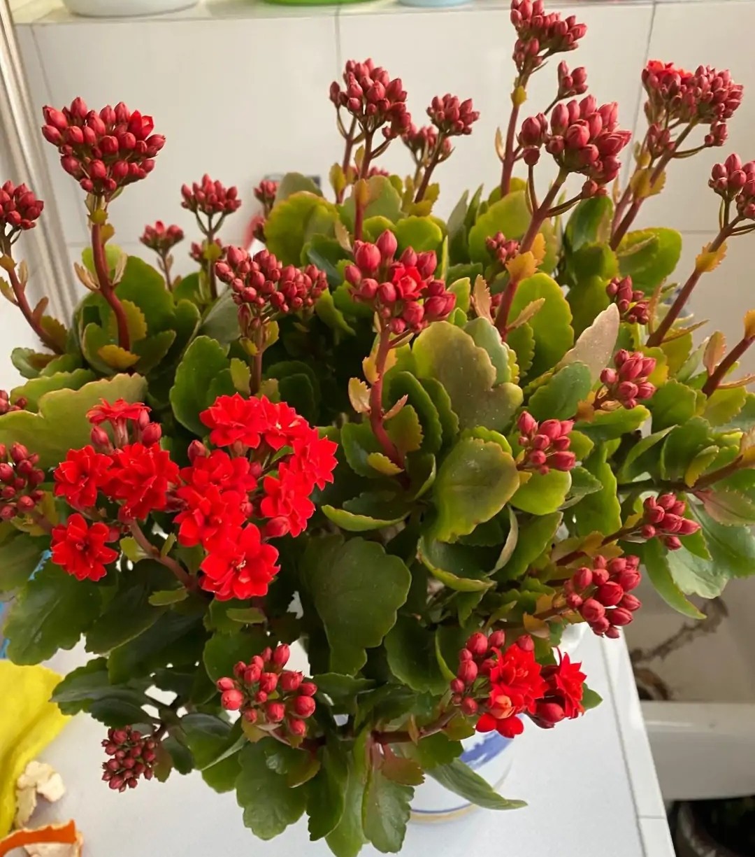 刚买回来的长寿花该怎么养，能让它恰好在春节期间开放？