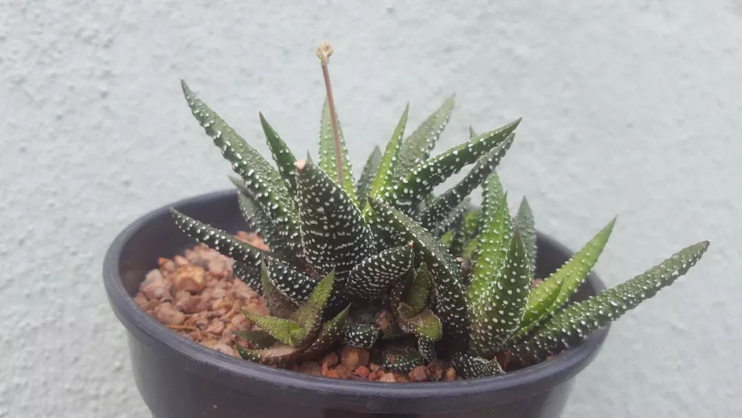 几种植株小巧的观叶绿植，超级适合养在室内桌面上