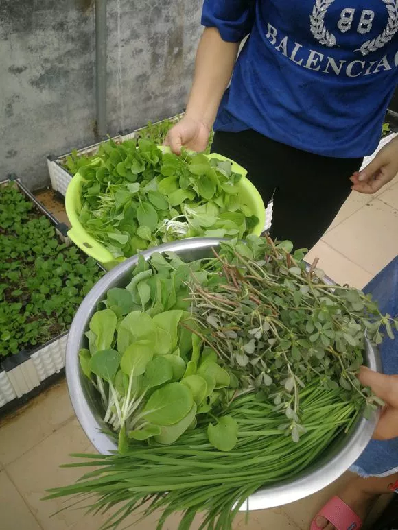 3种“长寿菜”别出门挖了，阳台种一点，够吃大半年