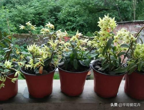 9月养花，就怕做错这4点，做好了这些，根壮叶绿、开花更“繁”
