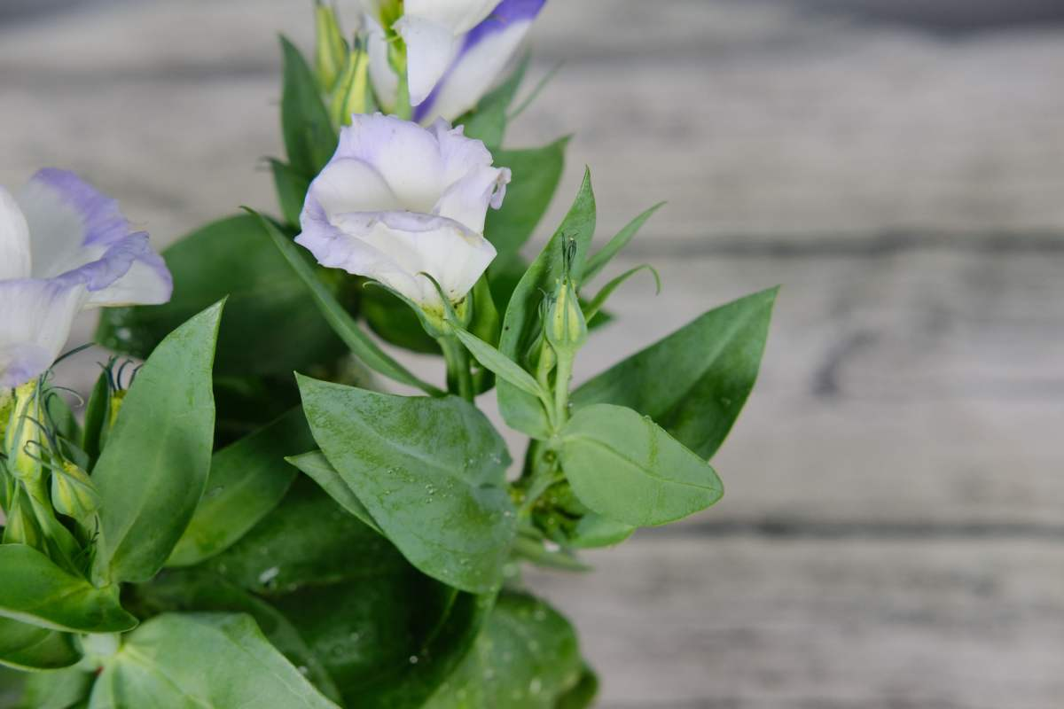 世界名花洋桔梗，总是养不好？这4点一定没做好
