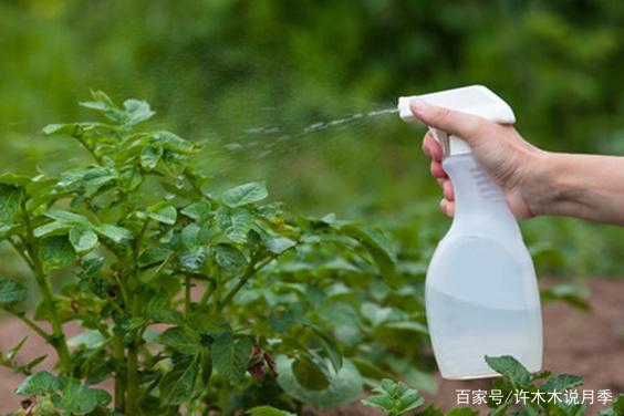 月季什么时候施肥、施什么肥？读完这篇教程，花开不断，摆脱肥害