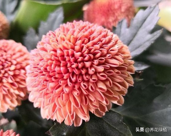 菊花花谢之后，能不能大修剪？怎样修剪能促进菊花健康成长
