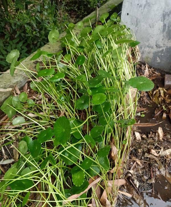 很难养挂的3种花,养护简单,叶子多花也多很漂亮 很难养挂的3种花,养护简单,叶子多花也多很漂亮