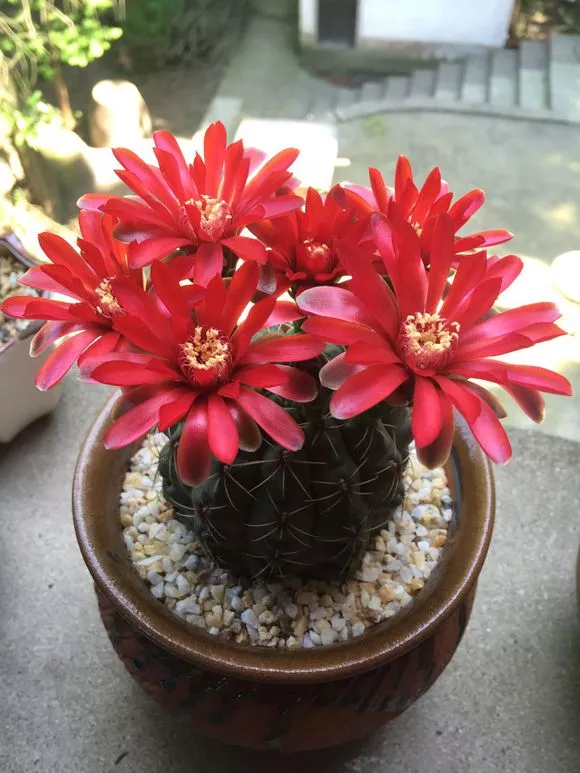 夏天要多晒的花，缺光就黄叶枯萎，越晒越开花，很多人不知道