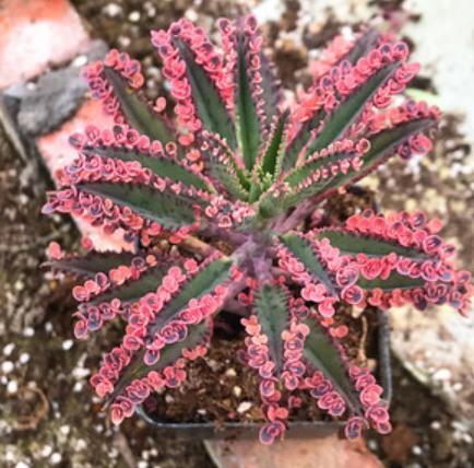小编给大家分享这几种皮实好养的花卉，手花友也可以养出好状态