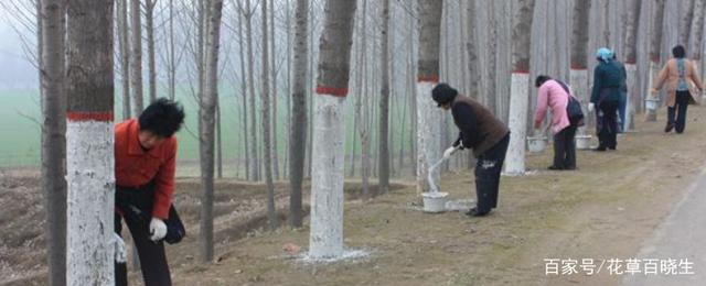 树刷白石灰有什么作用？