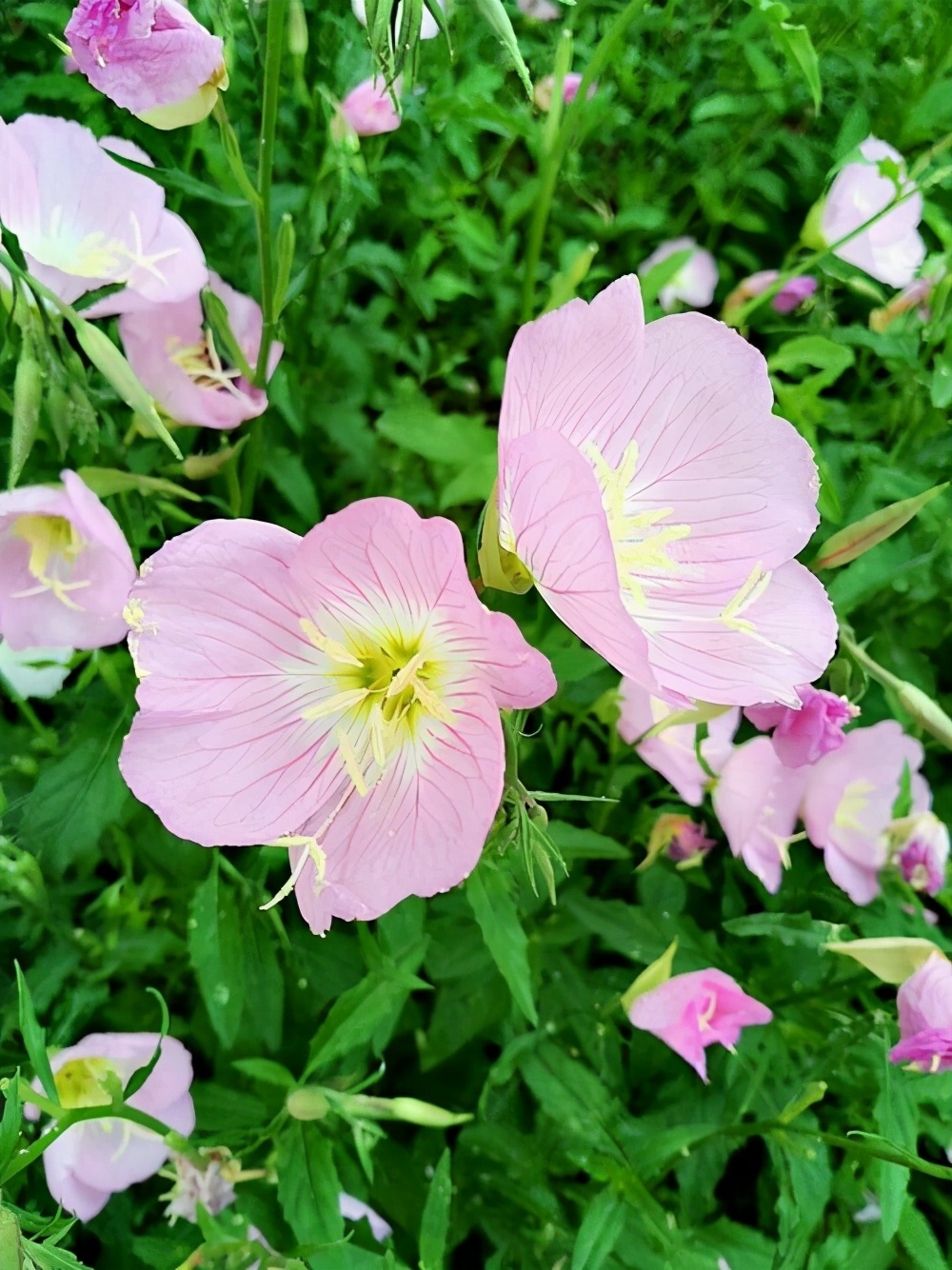 水是植物之源,不用频繁浇水的植物,推荐5种给你 水是植物之源,不用频繁浇水的植物,推荐5种给你