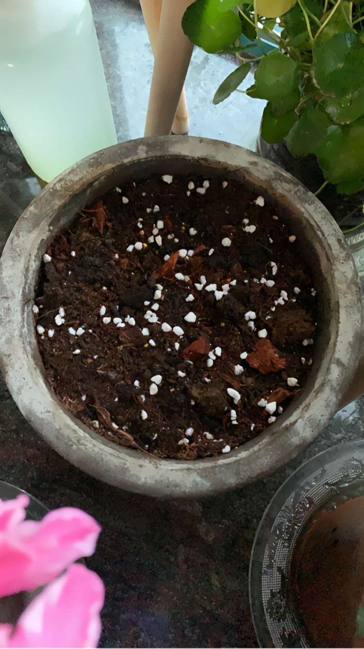换下来的旧土别扔掉，拌上多菌灵灭菌，还能继续养花