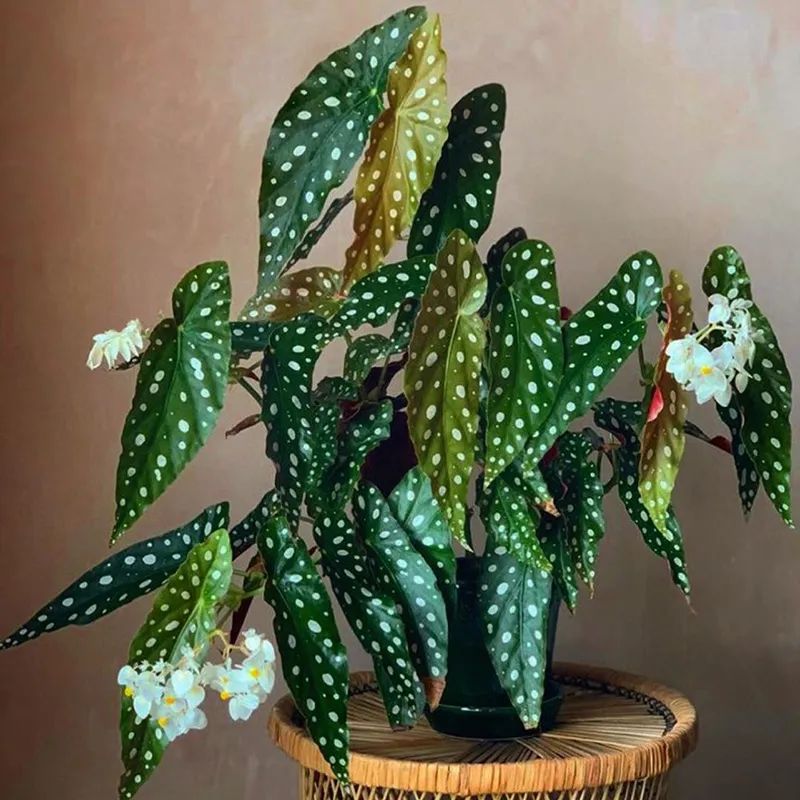 清新亮丽美不胜收相思花，鳟鱼秋海棠这么养护，色泽美艳叶奇花美