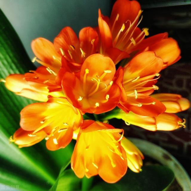 秋冬季节养君子兰，“晒”还是不晒？很多花友搞不懂，难怪不开花
