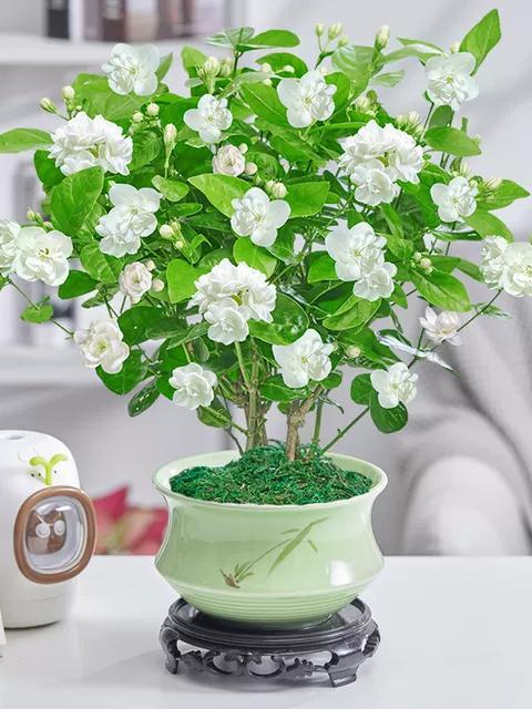 天热爱“喝水”的6种花，缺水就黄叶，给水就“灿烂”