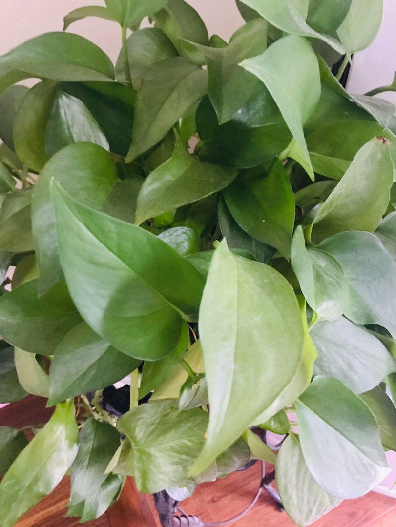 绿萝都要被你养死？教你方法，一招补救