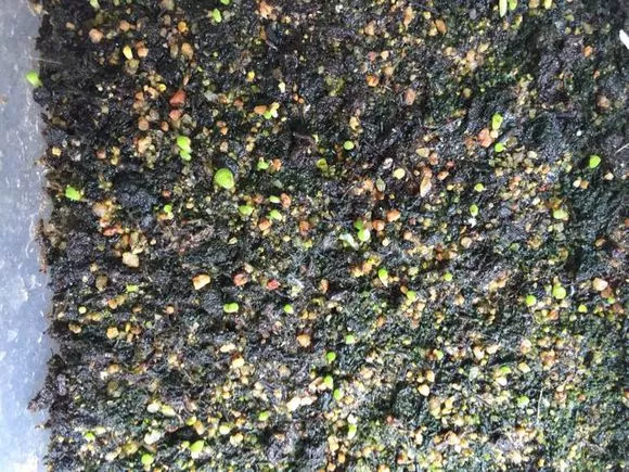 还买蛭石赤玉土？比不上一盆沙，不烂根，易爆盆，养花用途多