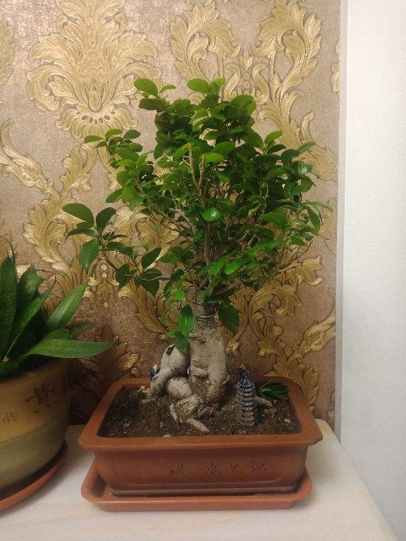 3种盆栽适合养成盆景，能养好多年，妥妥养成传家宝