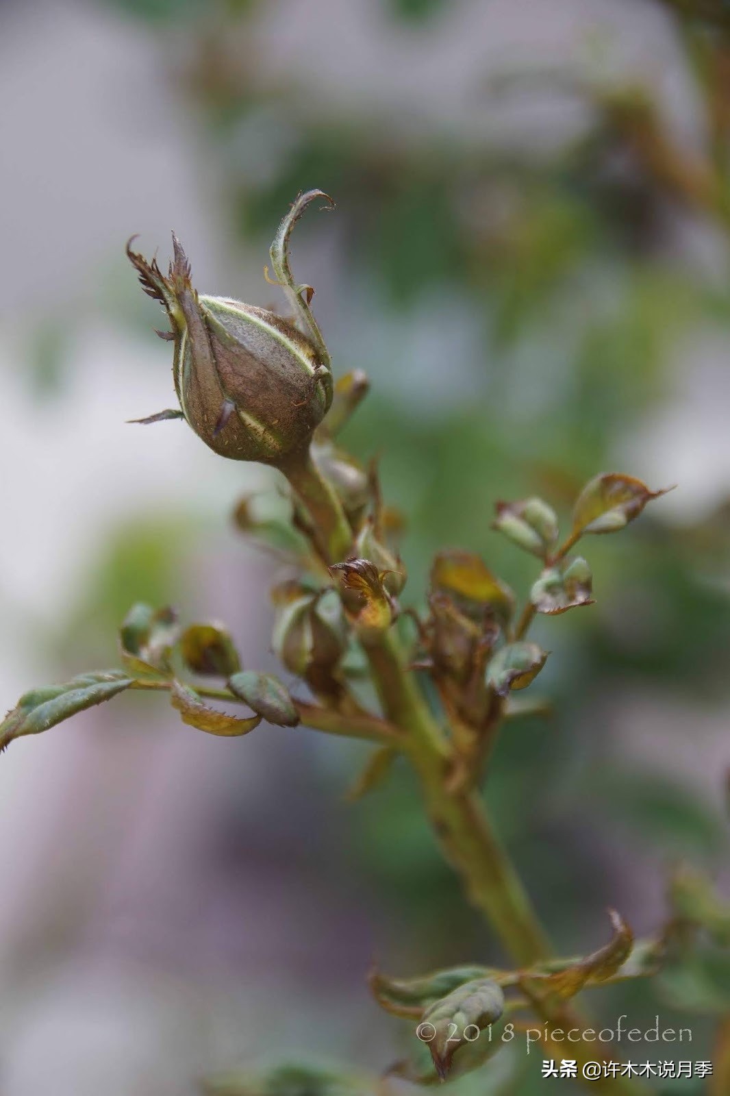 月季秋天病害多，白粉、黑斑重点防。植株健康花更多，附用药指南