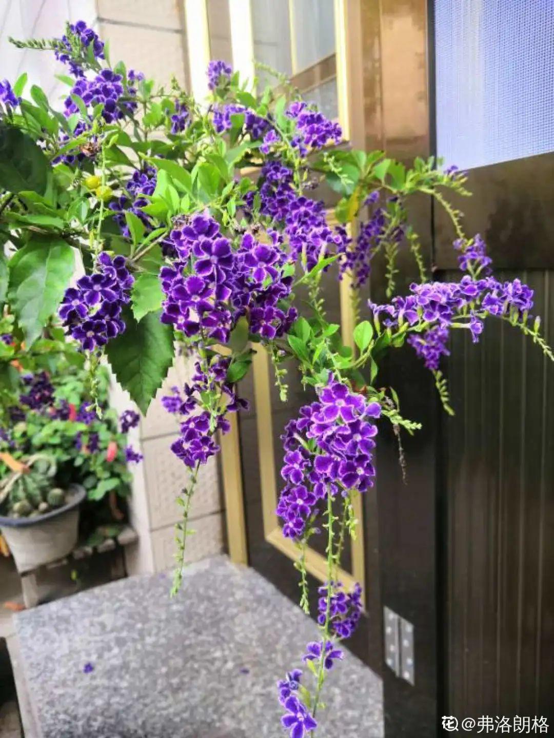 家里养盆香水花，满屋子飘香，还能净化空气