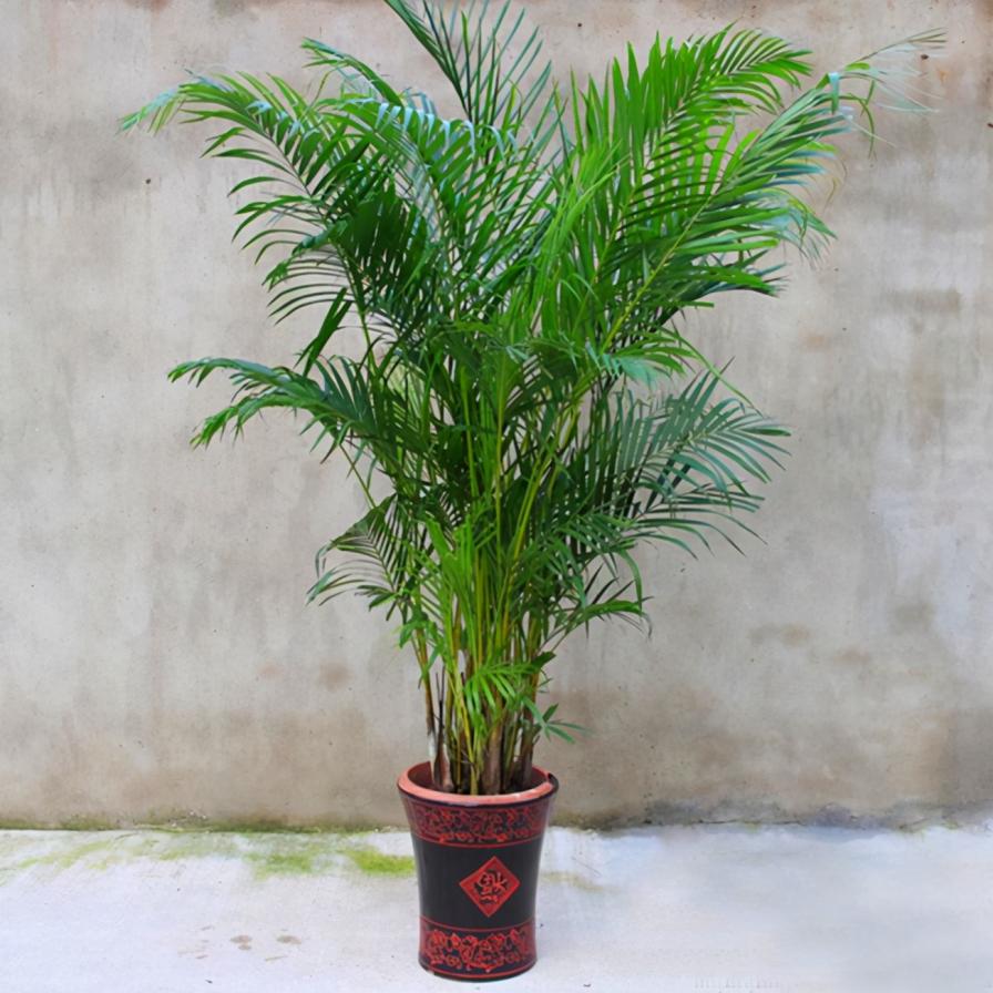 4种喜湿型的大中型观叶绿植，天然加湿器，你喜欢吗？