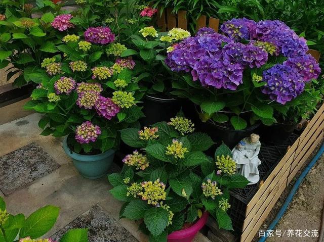 养绣球花注意9点，盆栽也能保证年年复花，它是否适合你养呢？
